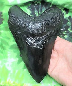 7'' RECORD SIZED  MEGALODON TOOTH REPLICA/FOSSIL SHARKS TOOT
